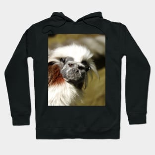 Cotton-top Tamarin Hoodie